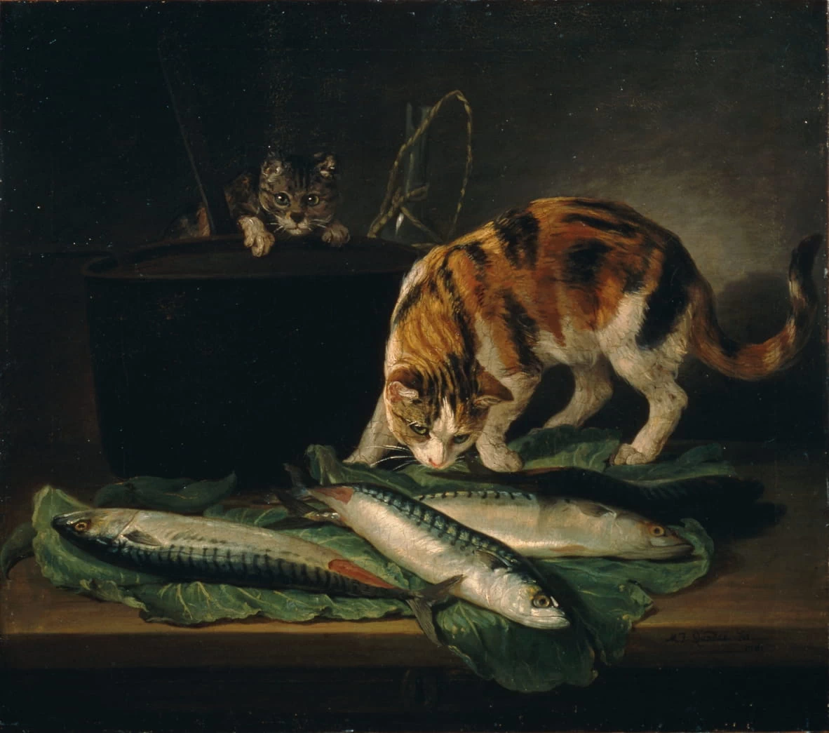 Gatti e pesci